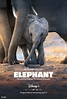 Éléphants - Critique du Film Disney+ Original
