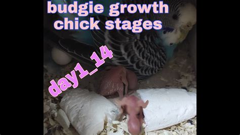 Budgies Chick Growth Stages Day 114 New Born Baby Budgies Part One
