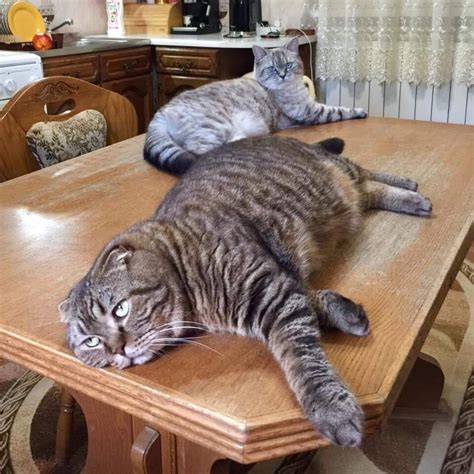 Feline Friday A Lazy Cat Afternoon — Mj Independent