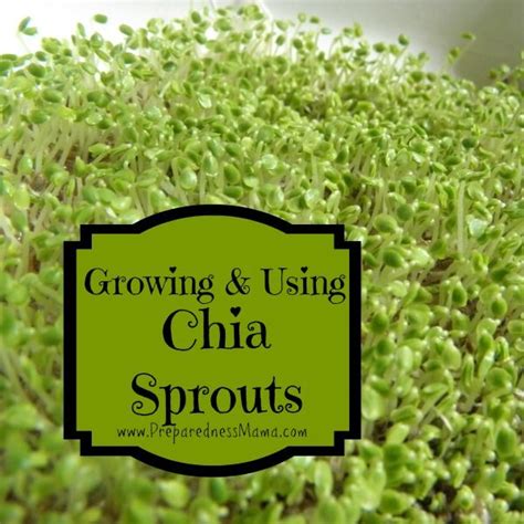 Everything About Growing And Using Chia Sprouts Artofit