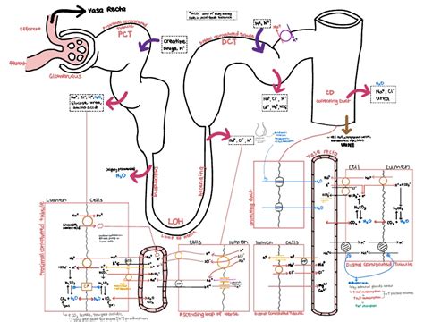 Renal Physiology Notability Gallery