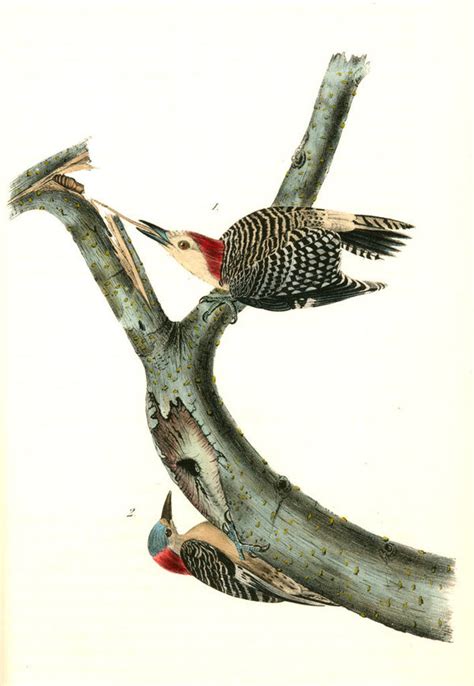 Red Bellied Woodpecker Posters And Prints By John James Audubon