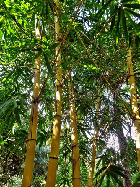 Outdoor Bamboo Plants Bamboo Plants Hq