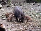 台北市立動物園4隻野豬命名為冬瓜西瓜南瓜花瓜＠公益新聞通訊社｜PChome 個人新聞台