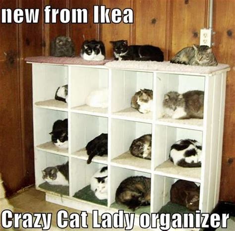 Crazy Cat Lady Memes That Are Sure To Leave You With Many Questions