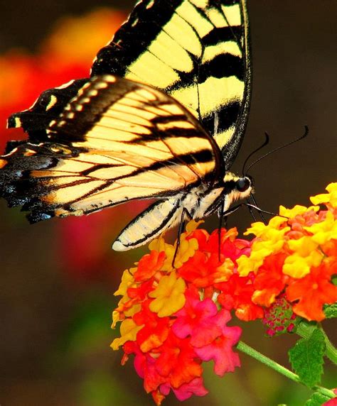 Monarch And Milkweed Photograph By Cleaster Cotton Fine Art America