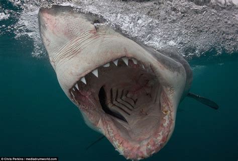 Photographer Captures Terrifying Image Of Smiling Great White Shark