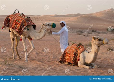 Local Arab Man With Two Camels In Desert Uae Editorial Stock Image