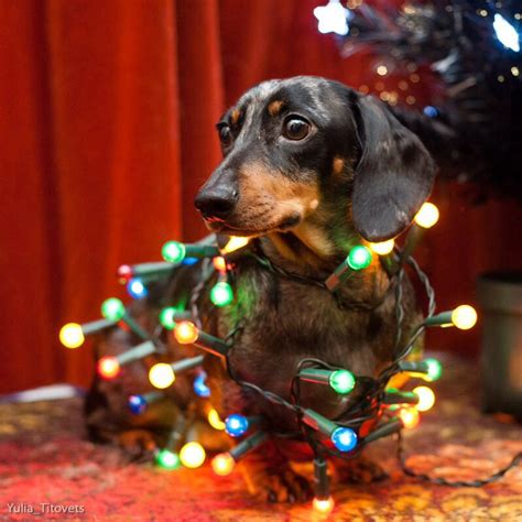 Christmas Doxie Doxie Mom Mini Dachshund Daschund Dog Weenie Dogs