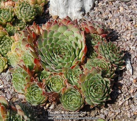 Photo Of The Entire Plant Of Hen And Chicks Sempervivum Graceum