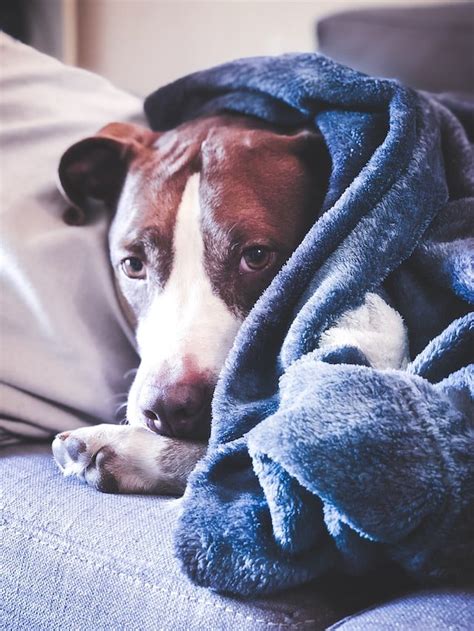 Why Does My Dog Have Diarrhea — Elite Veterinary Care