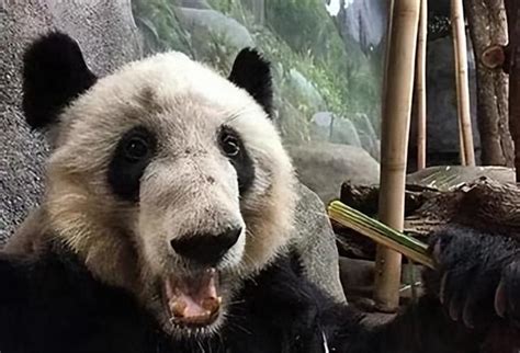 The Giant Panda Lele Who Lived In The United States Died In The