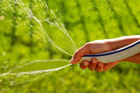 Watering The Grass Stock Image Image Of Hosepipe Gush 10559699