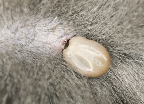 Cats also have a type of parvovirus that causes severe disease, known as feline panleukopenia. Bump On Cat S Back Near Tail - Food Ideas