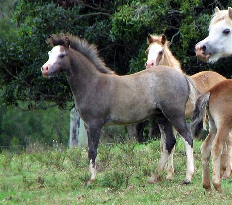 Welsh Mountain Pony Filly Foal Well Bred Welsh Horsezone
