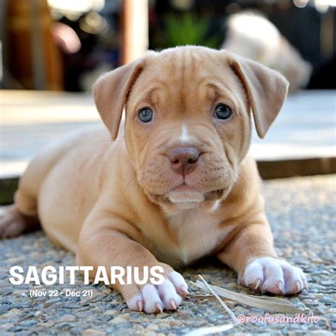 Find Your Dog Soul Twin Based On Your Zodiac Sign Pittie Puppies