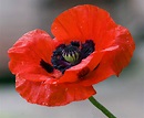 POPPY PICTURES, PICS, IMAGES AND PHOTOS FOR INSPIRATION