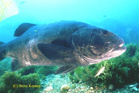 California Giant Black Sea Bass Pictures