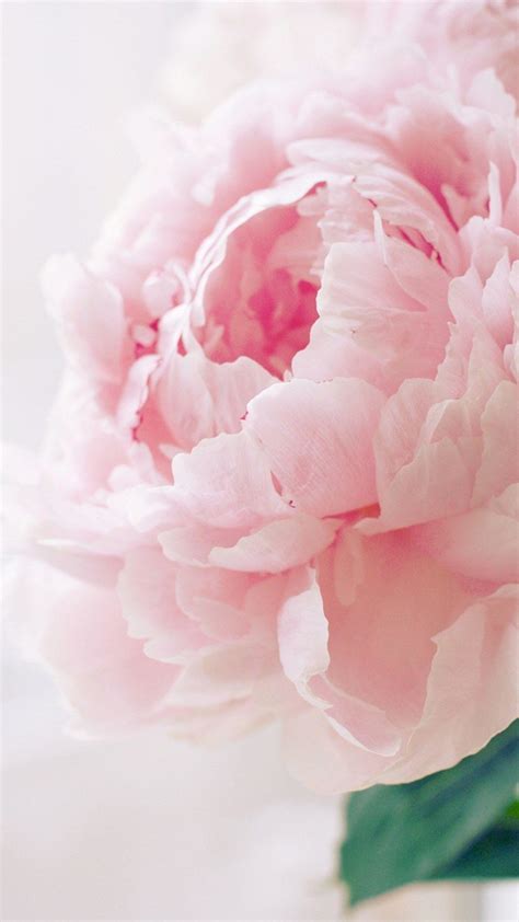 Pink Peonies Wallpaper 46 Images