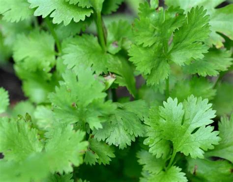 Most Powerful Herbs To Plant In Summer