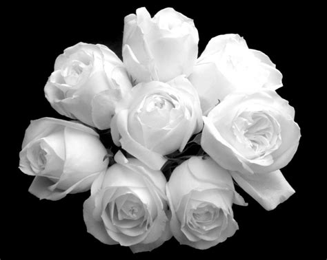 Beautiful White Flowers Wallpaper Desktop Best Hd Wallpapers
