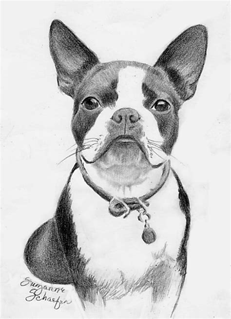 How To Draw A Cartoon Boston Terrier At How To Draw