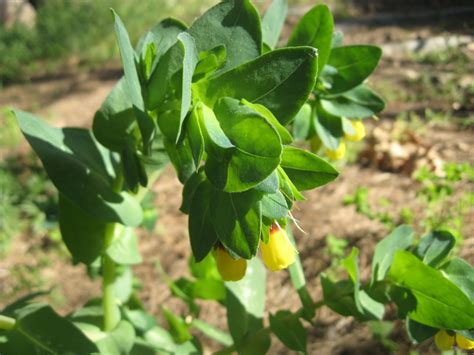 Pagine nella categoria piante velenose. Scheda botanica di Erba vajola maggiore (Cerinthe major L ...