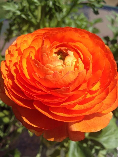 Orange Ranunculus Most Beautiful Flowers Pinterest