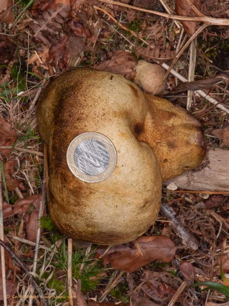 Postcards From Sussex Coral Fungus Cushion Bracket And Stump Puffballs