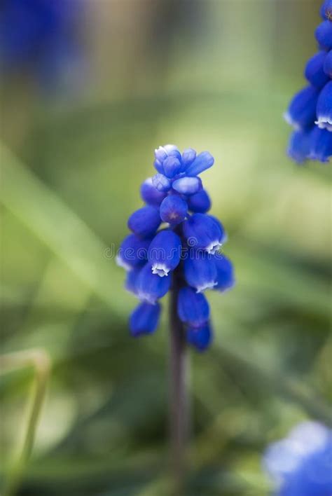 Blue Muscari Stock Photo Image Of Plant Growing Garden 83840894