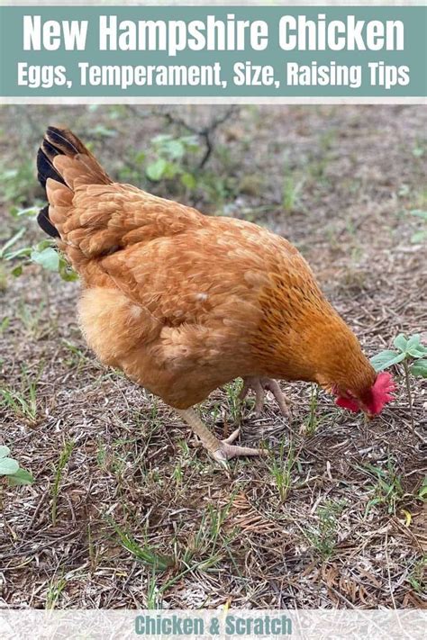 New Hampshire Chicken Eggs Height Size And Raising Tips Chicken Egg Colors Red Chicken