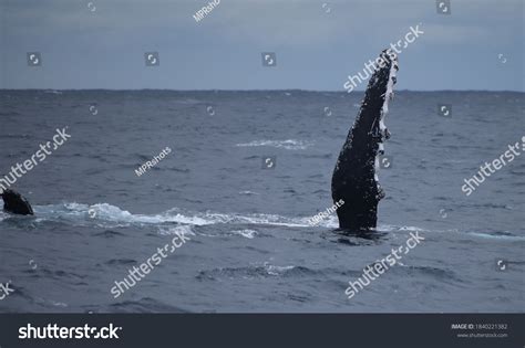 Humpback Whale Pectoral Fins Slapping Stock Photo 1840221382 Shutterstock