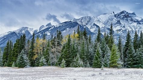 Snowy Pine Forest By The Rocky Mountains Wallpaper