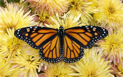 74 Monarch Butterfly Wallpaper On Wallpapersafari