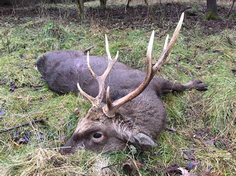 Sika Deer And Wild Boar Hunt Austria Trips4trade