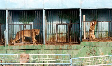 Ο πιο θλιβερός ζωολογικός κήπος του κόσμου Εγκατάλειψη και ασιτία για