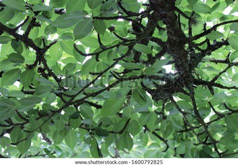Canopy Leaves Below Tree Stock Photo 1600792825 Shutterstock