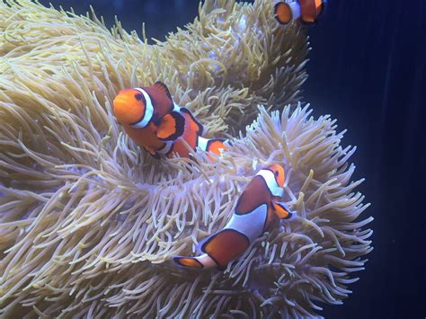 Nature Sea Anemone Swimming Underwater Animals In The Wild Group