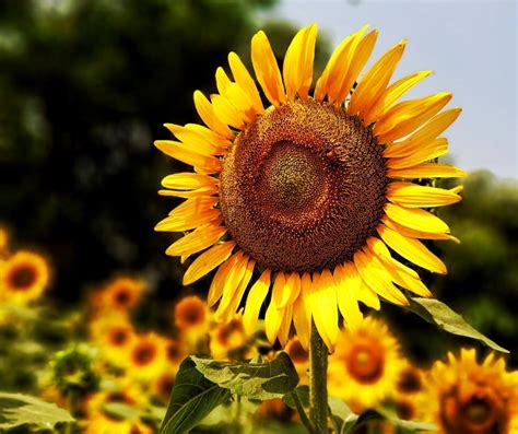 The Best Sunflower Fields In Georgia To Visit Traveling Cheesehead