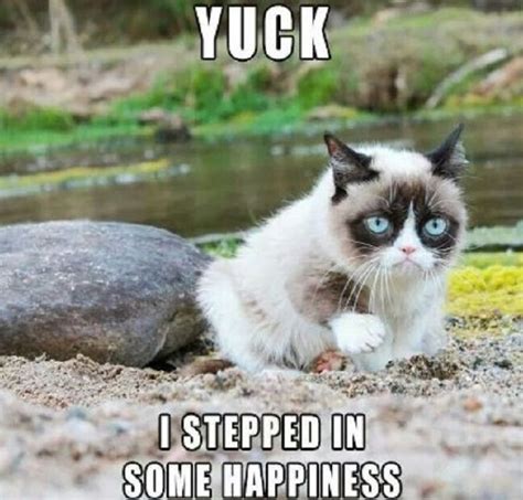 Best Grumpy Cat Memes Ever