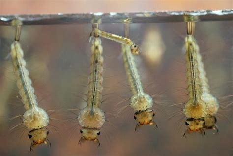 Mosquito Larvae Photograph By Martin Dohrnscience Photo Library Fine