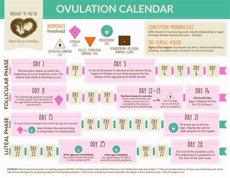 Menstrual Cycle Calendar Printable Calendar Template