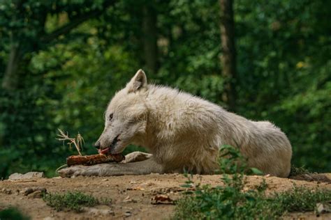 Eating Arctic Wolf Lying On The Ground Stock Image Image Of Carnivore