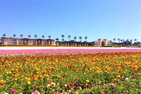 Carlsbad Ranch In San Diego Vast Fields Of Ranunculus Flowers By The