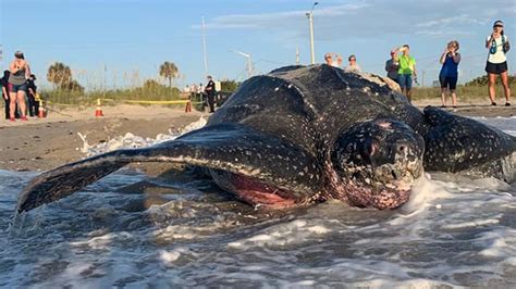 Florida Beachgoers Have Rare Encounter With 800 Pound Leatherback Sea