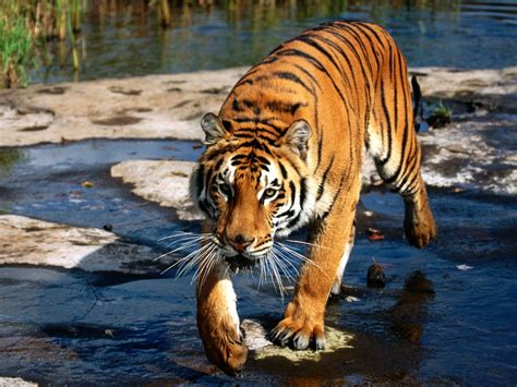 prowler bengal tiger wallpapers hd wallpapers id