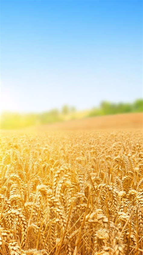 Wallpaper Wheat Field Nature Sky 4k Nature 15454 Page 7