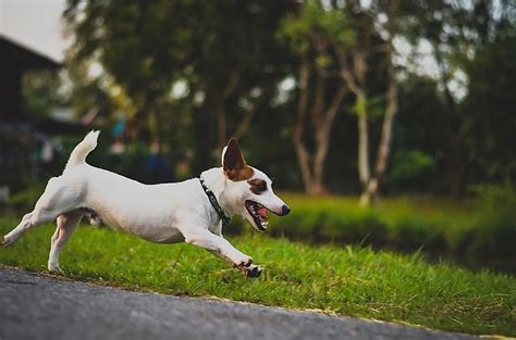 The 15 Fastest Dog Breeds