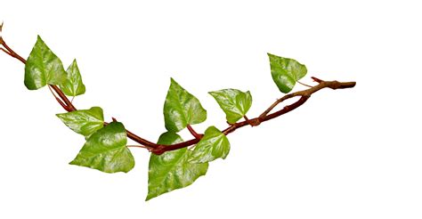 free green branch cliparts download free green branch cliparts png images free cliparts on