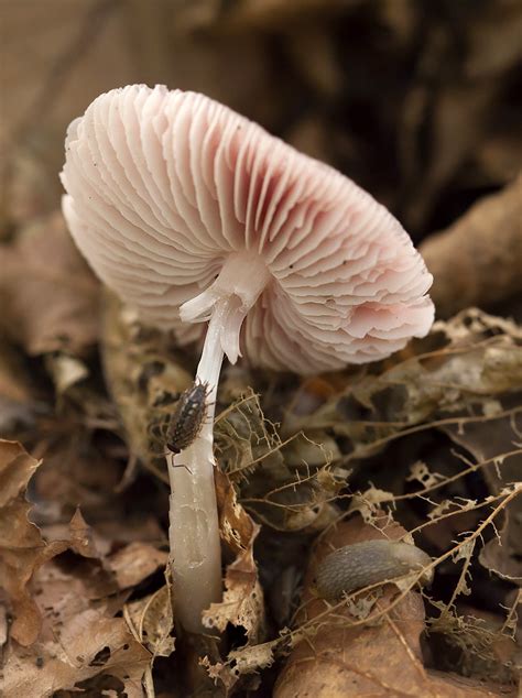 Heksenschermpje Staelduinse Bos S Gravenzande Marian De Neijs